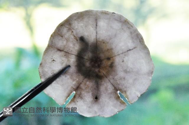 裂邊毛餅海膽藏品圖，第8張