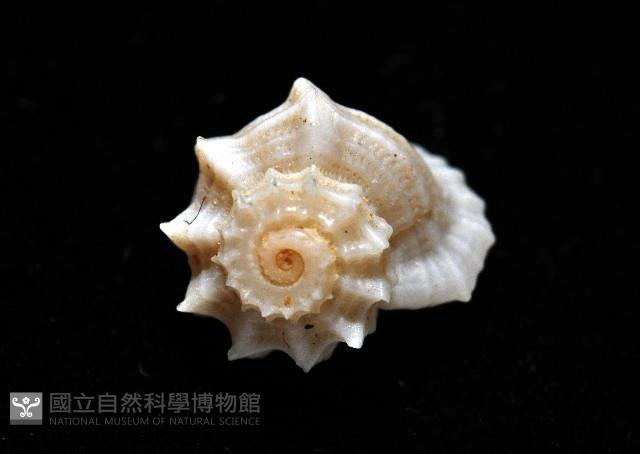 城堡花冠螺藏品圖，第8張