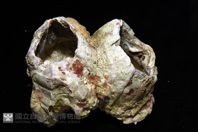 鐘巨藤壺藏品圖，第8張