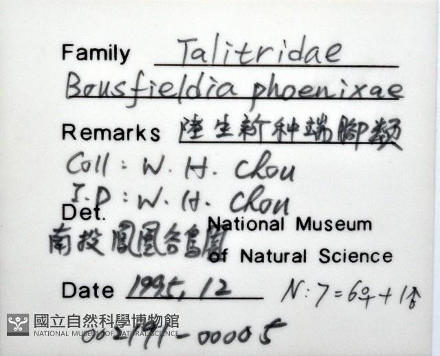鳳凰母布氏蝦藏品圖，第8張