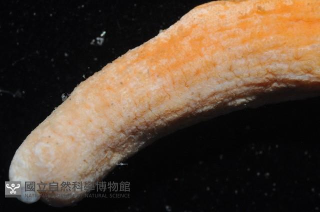 未知種海仙人掌藏品圖，第8張