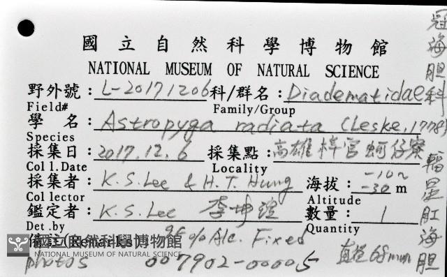 輻星肛海膽藏品圖，第8張