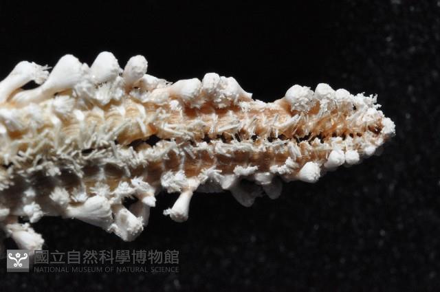 太陽海星之一種藏品圖，第8張