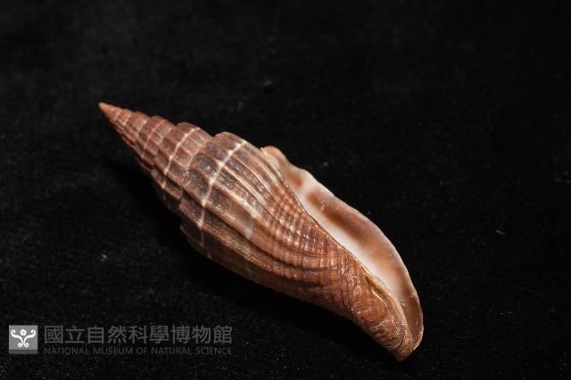 三線蛹筆螺藏品圖，第8張