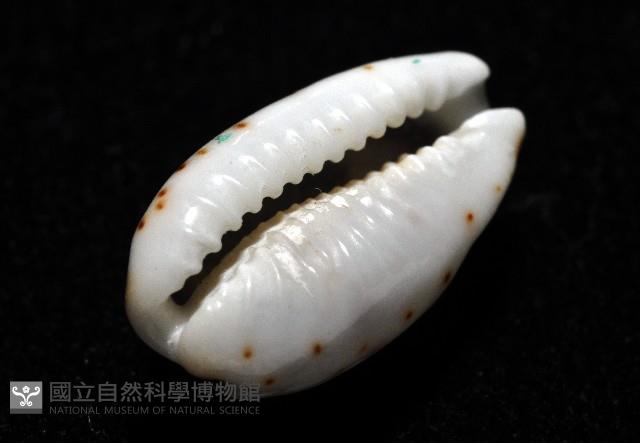 瘦熊寶螺藏品圖，第8張