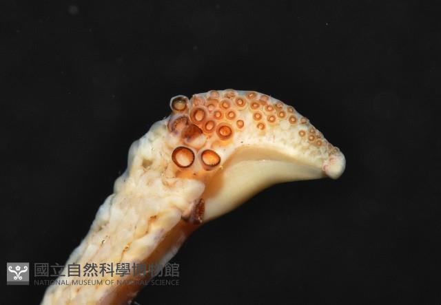 小頭魷魚藏品圖，第8張