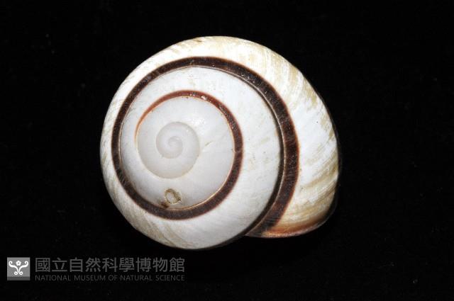 黑白光澤蝸牛藏品圖，第8張