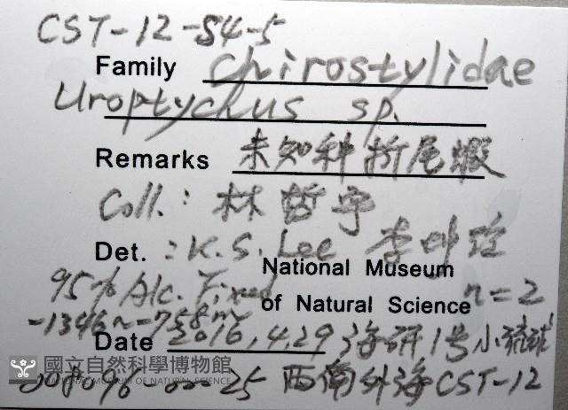 未知種折尾蝦藏品圖，第8張