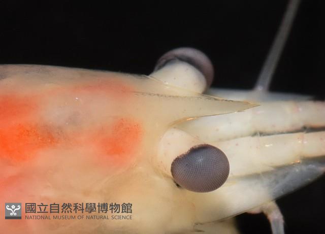 湧泉新米蝦藏品圖，第8張