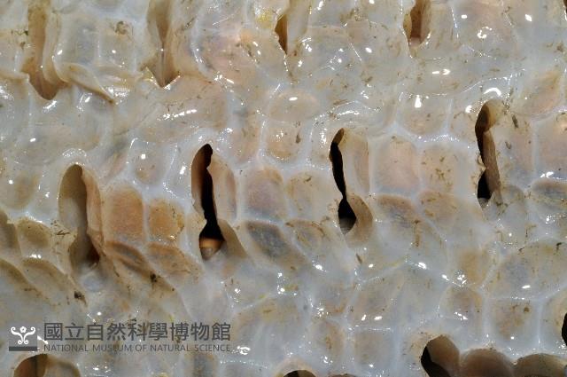 椰子螺藏品圖，第8張