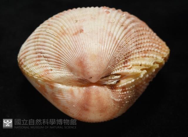 登錄號:007819-00095藏品圖，第8張