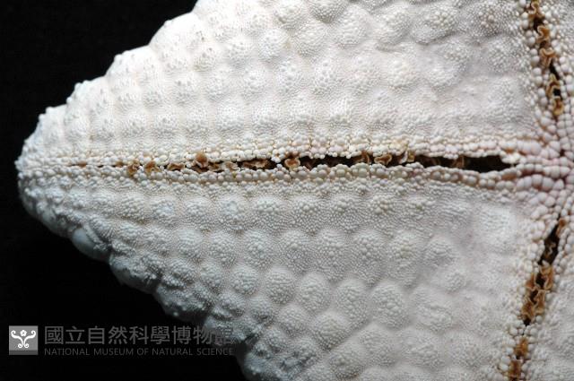 麵包海星(饅頭海星)藏品圖，第8張