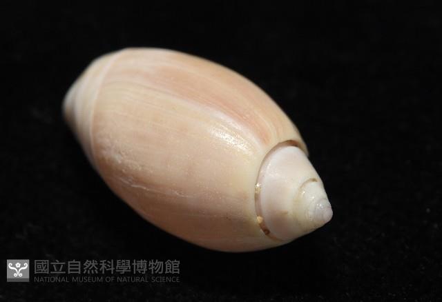 寬口彈頭螺藏品圖，第8張