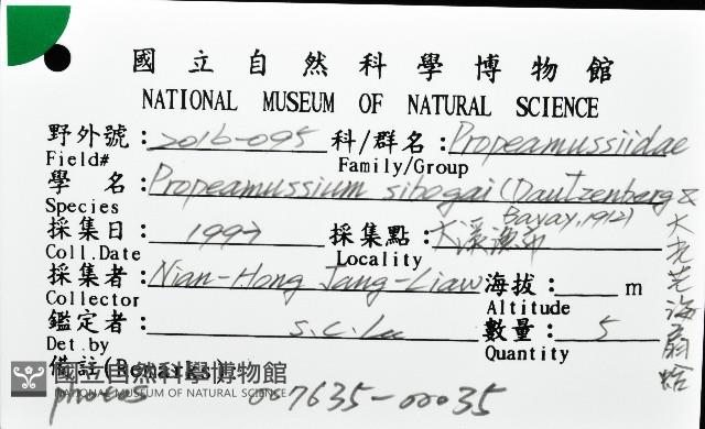 大光芒海扇蛤藏品圖，第8張