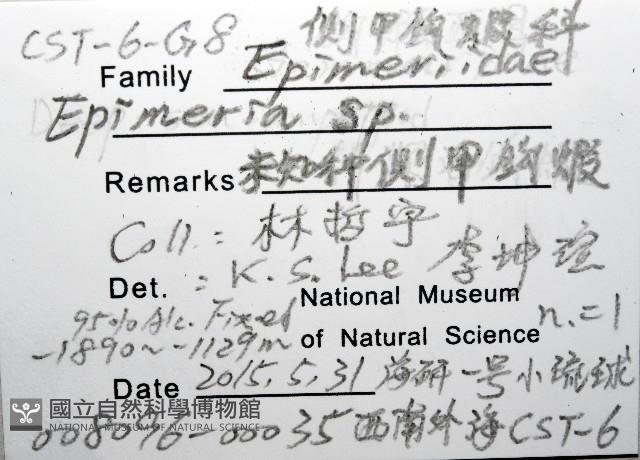 未知種深海側甲鉤蝦藏品圖，第8張