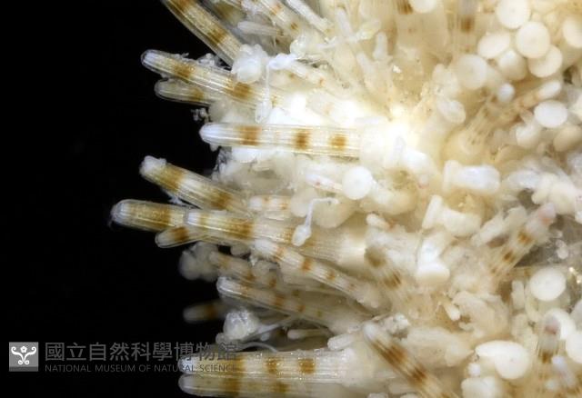 疣裸海膽藏品圖，第8張