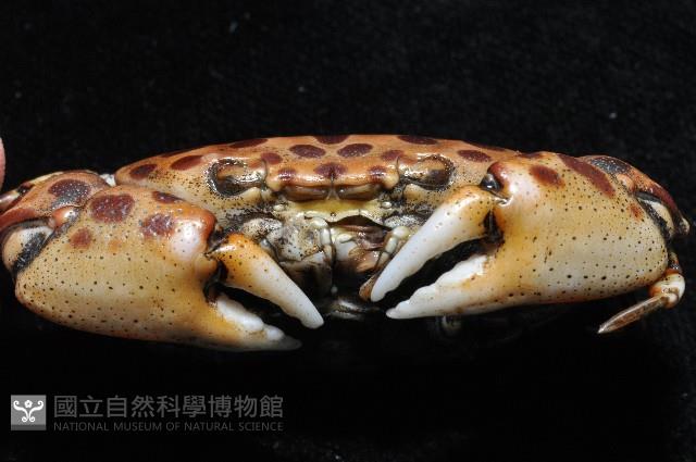 紅斑斗蟹藏品圖，第8張