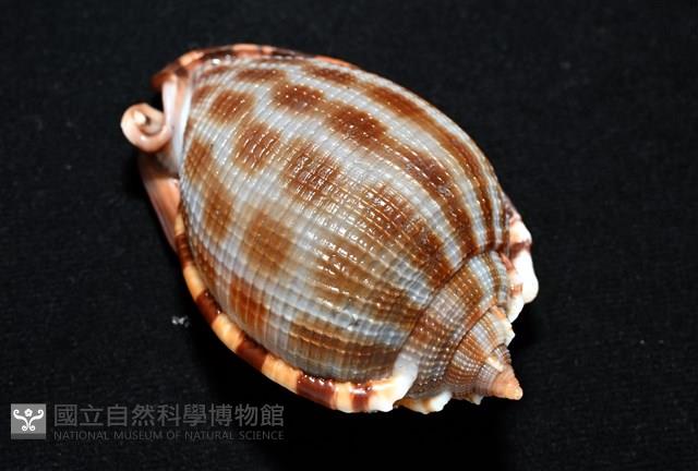 布紋鬘螺藏品圖，第8張