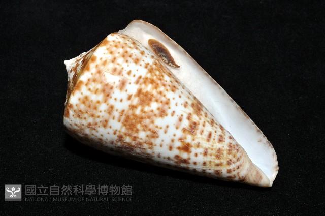 大芋螺藏品圖，第8張