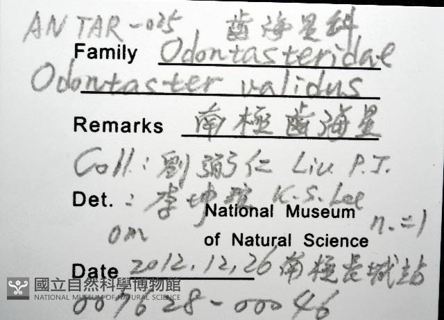 南極齒海星藏品圖，第8張
