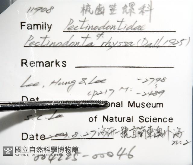 梳齒笠螺之一種藏品圖，第8張