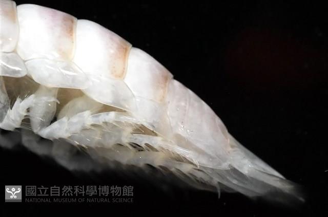 未知種浪漂水虱藏品圖，第8張