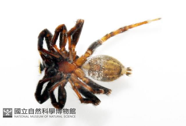 毛垛兜蠅虎藏品圖，第8張