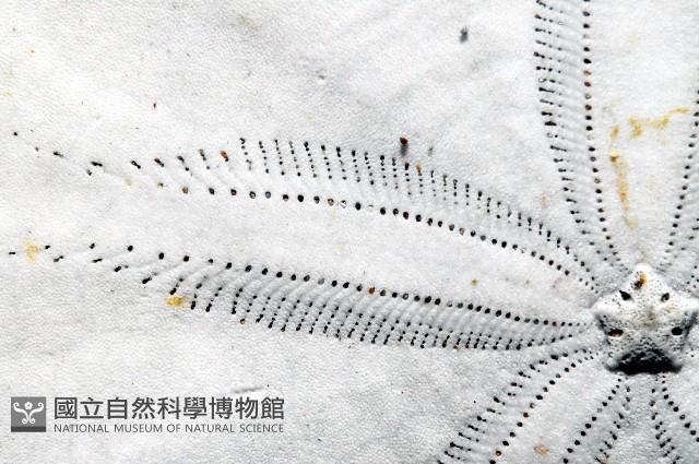 裂片海膽(裂片海錢)藏品圖，第8張