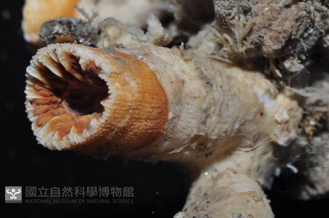 軸樹珊瑚(軸木珊瑚)藏品圖，第8張