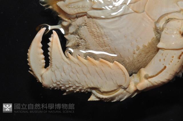 蛙形蟹藏品圖，第8張