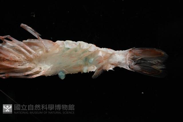 未知種鐮蝦藏品圖，第8張