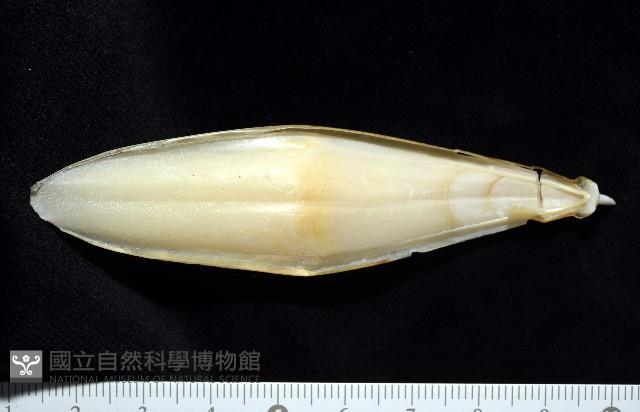 葉足鳥賊藏品圖，第8張