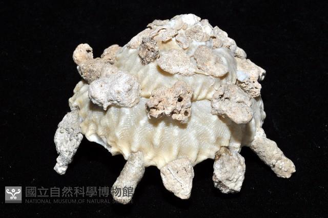 礫石綴殼螺藏品圖，第8張