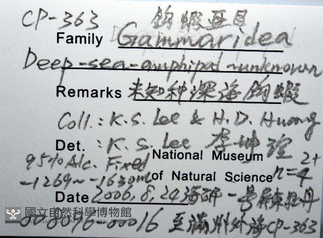 未知種深海鉤蝦藏品圖，第8張