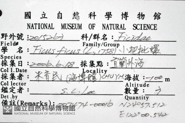 小枇杷螺藏品圖，第8張