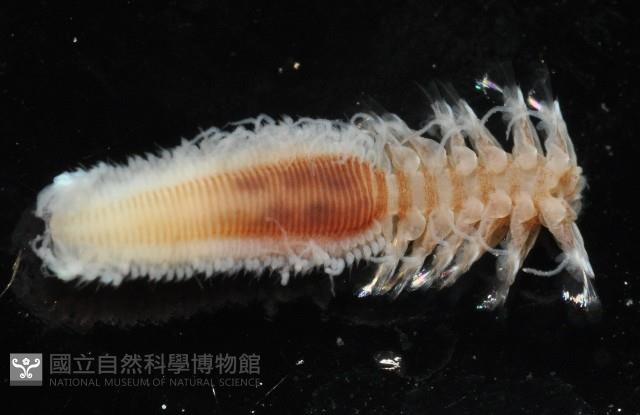 未知種沙蠶-異沙蠶體藏品圖，第8張