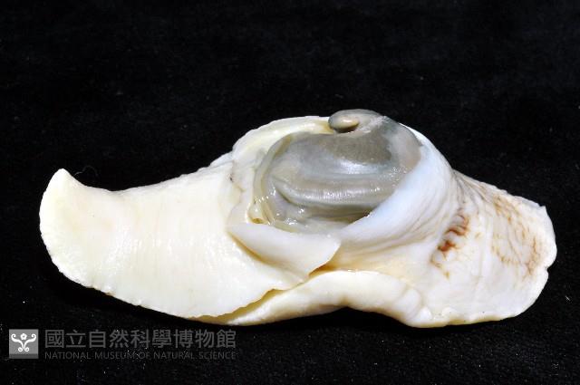 南洋扁玉螺藏品圖，第8張