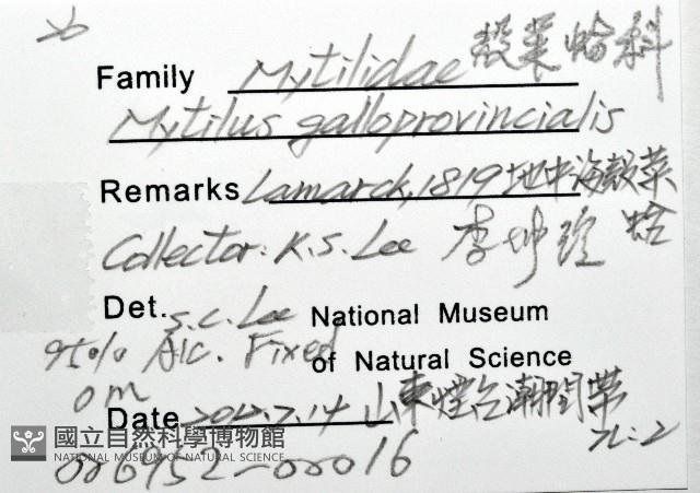 地中海殼菜蛤藏品圖，第8張