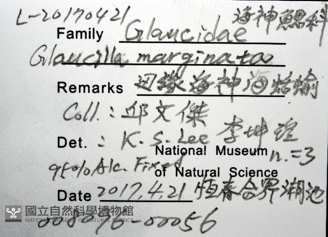 邊緣海神海蛞蝓藏品圖，第8張