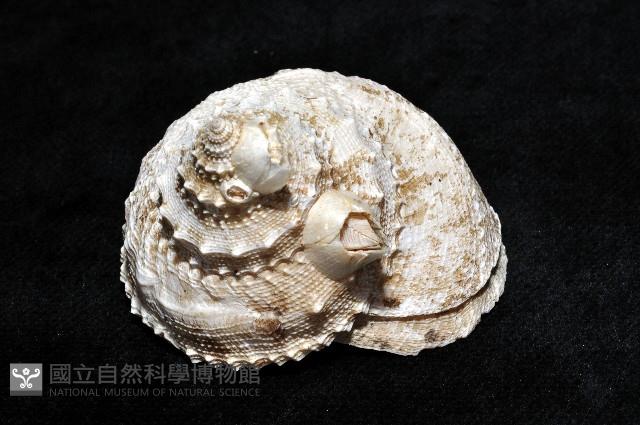 白鐘螺藏品圖，第8張