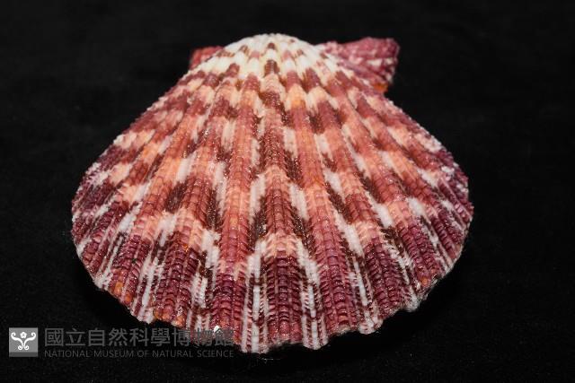 油畫海扇蛤藏品圖，第8張