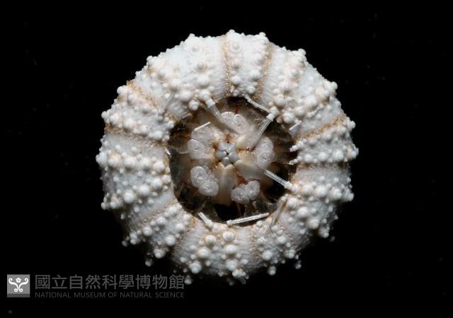 單列三角頭帕藏品圖，第8張