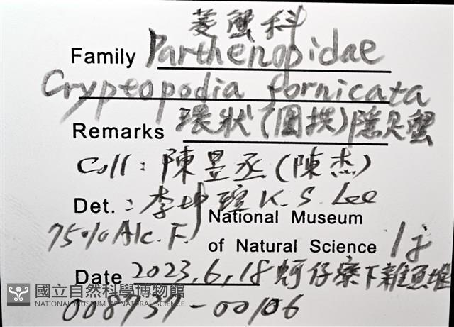環狀(圓拱)隱足蟹藏品圖，第8張