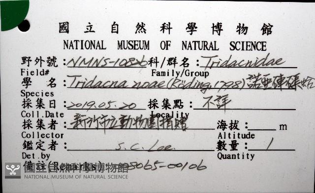 諾亞硨磲蛤藏品圖，第8張