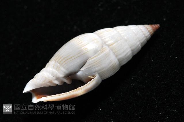 柳絮蛹筆螺藏品圖，第8張