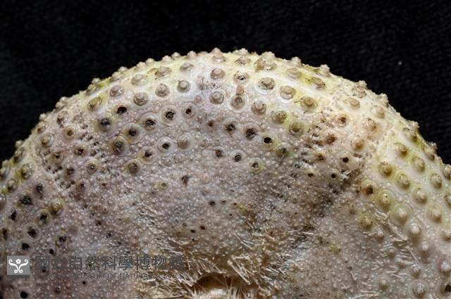 粒毛冠海膽藏品圖，第8張