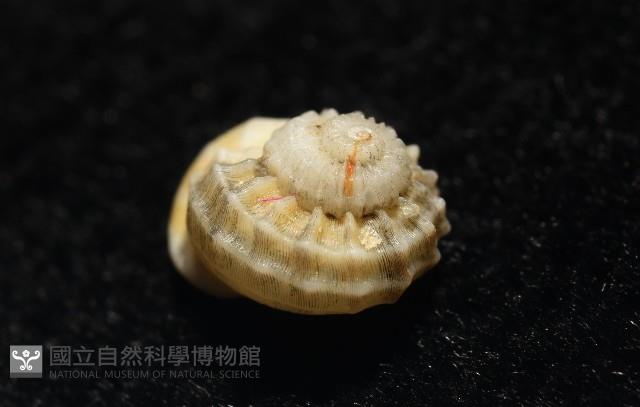 雞籠花冠螺藏品圖，第8張