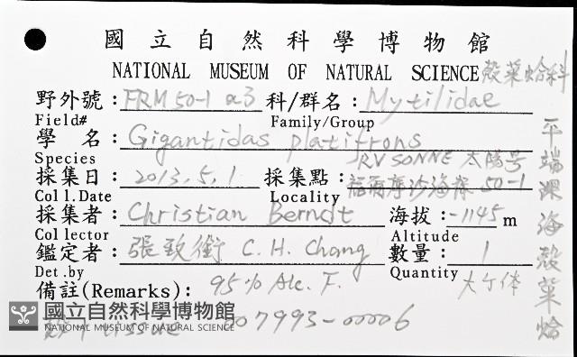 平端深海殼菜蛤藏品圖，第8張