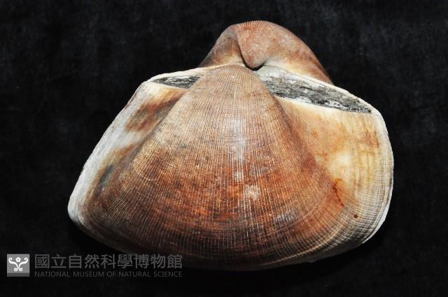 圓魁蛤藏品圖，第8張