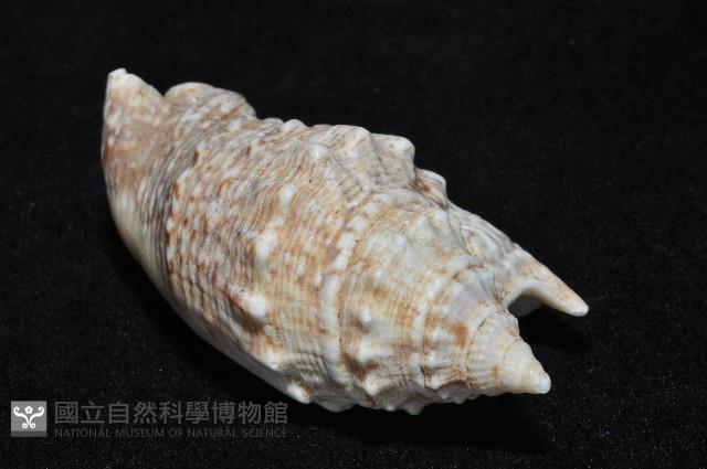 緋袖鳳凰螺藏品圖，第8張